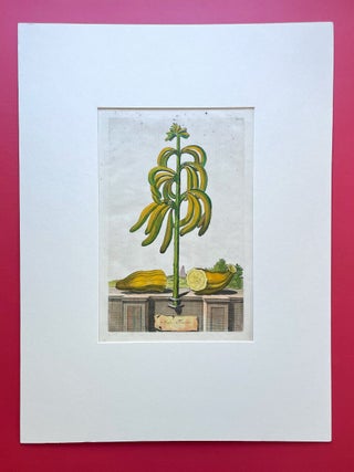 Abraham Munting: Banana Fruit Hand-Colored Etching (From 1696)
