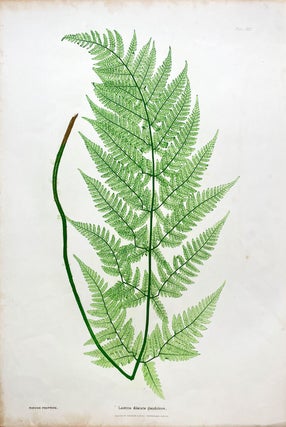 Item #1921 Lastrea Dilatata Glanulosa (Broad Buckler Fern) Botanical Etching (1855). Henry Bradbury