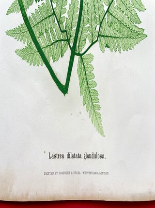 Lastrea Dilatata Glanulosa (Broad Buckler Fern) Botanical Etching (1855)
