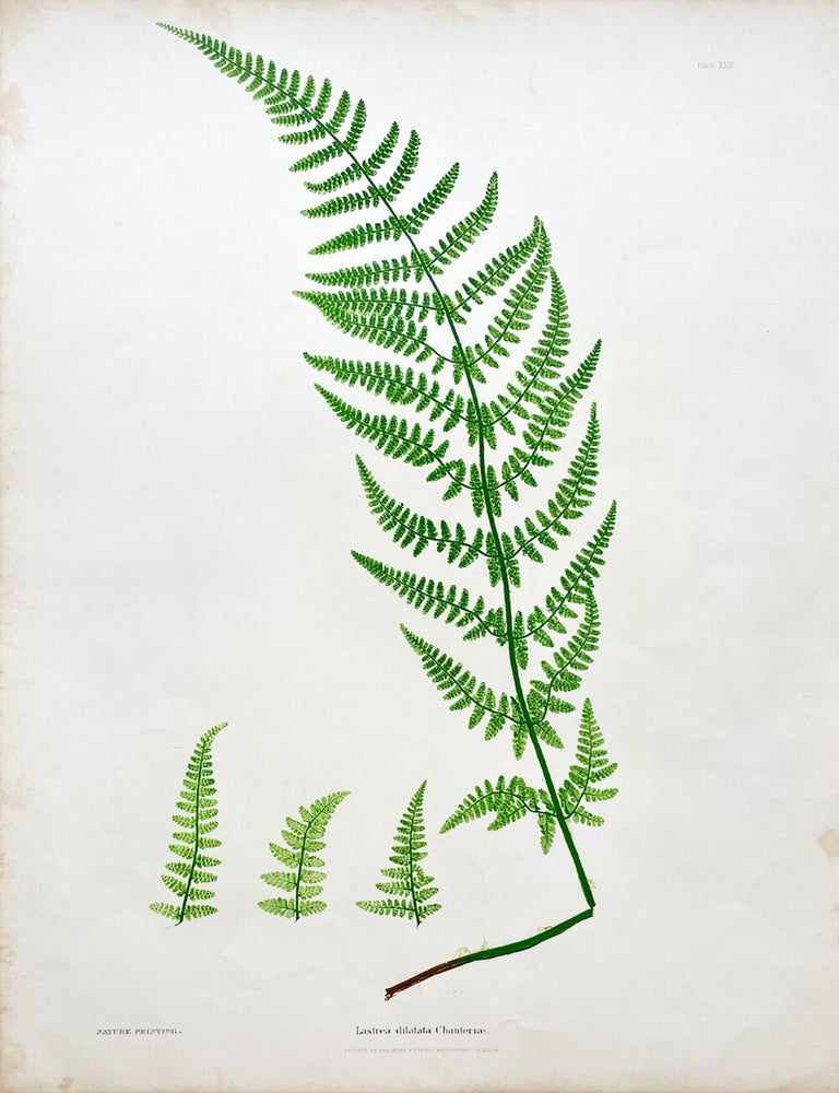 Item #1922 Lastrea Dilatata Chanteriae (Broad Buckler Fern) Botanical Etching (1855). Henry Bradbury.