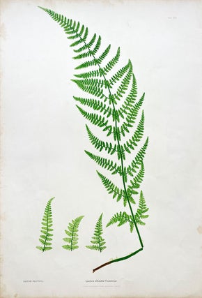 Item #1922 Lastrea Dilatata Chanteriae (Broad Buckler Fern) Botanical Etching (1855). Henry Bradbury