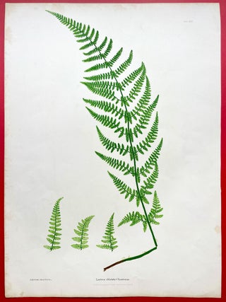 Lastrea Dilatata Chanteriae (Broad Buckler Fern) Botanical Etching (1855)