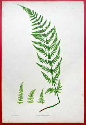 Lastrea Dilatata Chanteriae (Broad Buckler Fern) Botanical Etching (1855)