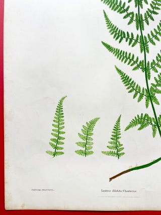 Lastrea Dilatata Chanteriae (Broad Buckler Fern) Botanical Etching (1855)