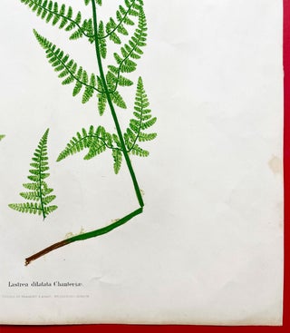 Lastrea Dilatata Chanteriae (Broad Buckler Fern) Botanical Etching (1855)