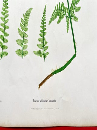 Lastrea Dilatata Chanteriae (Broad Buckler Fern) Botanical Etching (1855)