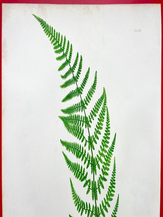 Lastrea Dilatata Chanteriae (Broad Buckler Fern) Botanical Etching (1855)