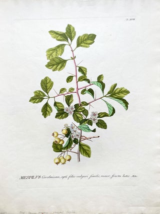 Mespilus Caroliniana (Celery Leaf/Yellow Fruit) Botanical Etching (Circa 1760. George Dionysius Ehret.