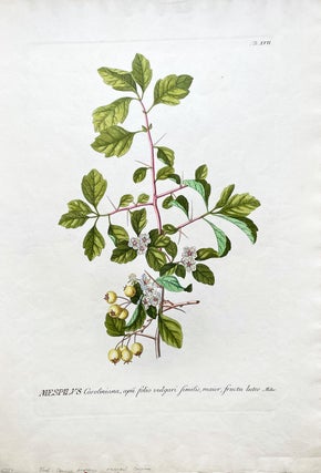 Item #1923 Mespilus Caroliniana (Celery Leaf/Yellow Fruit) Botanical Etching (Circa 1760). George...