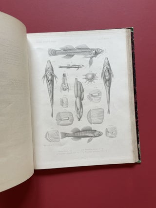 New Archives of the Natural History Museum of Paris, Vol. 9 (1873)