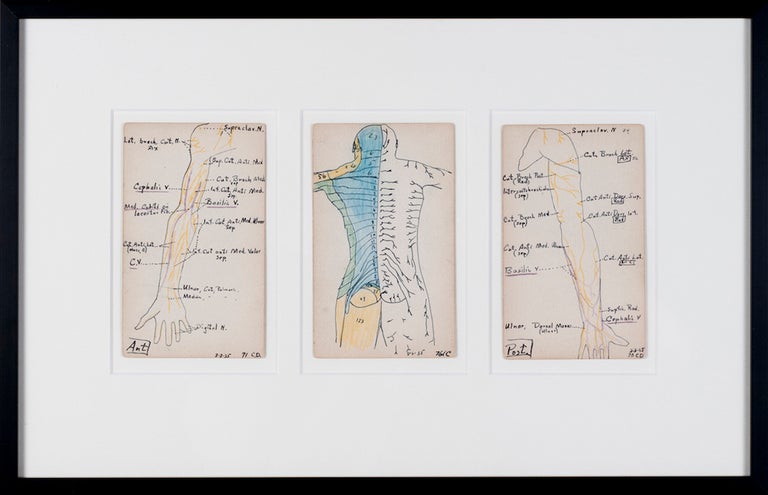 Item #412 Set of 3 Medical Drawings [torso back]. Siegfried Berthelsdorf.